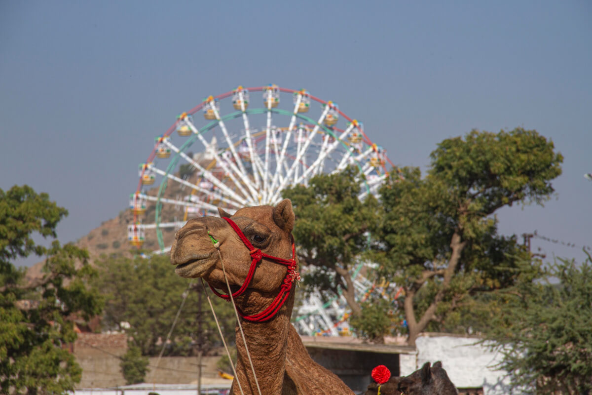 Camel ferries photography in Pushkar 2015