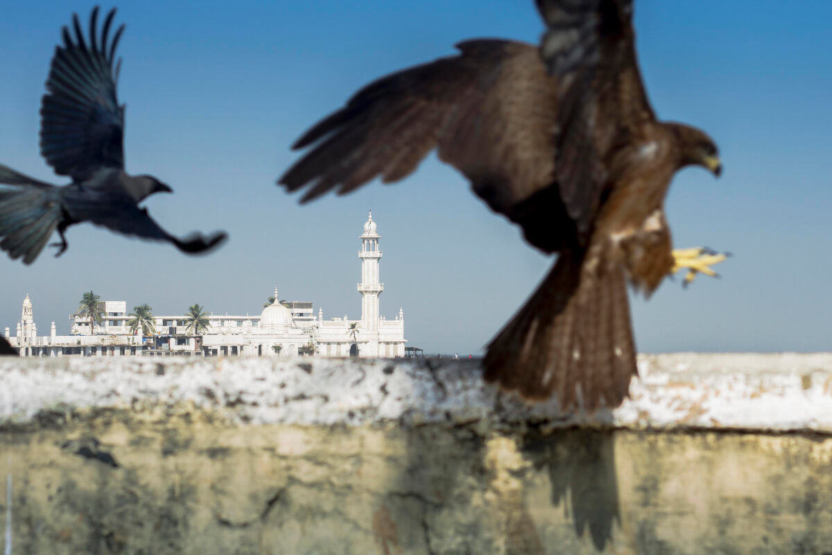 Dargah animal photography in Mumbai 2017