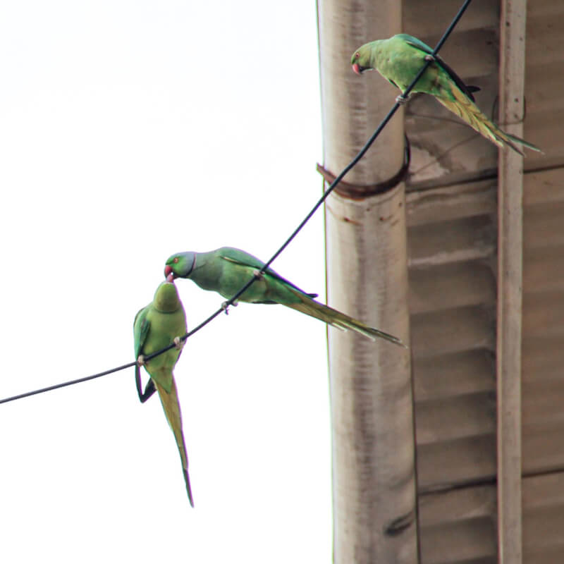 Love triangle animal photography in Surat 2013