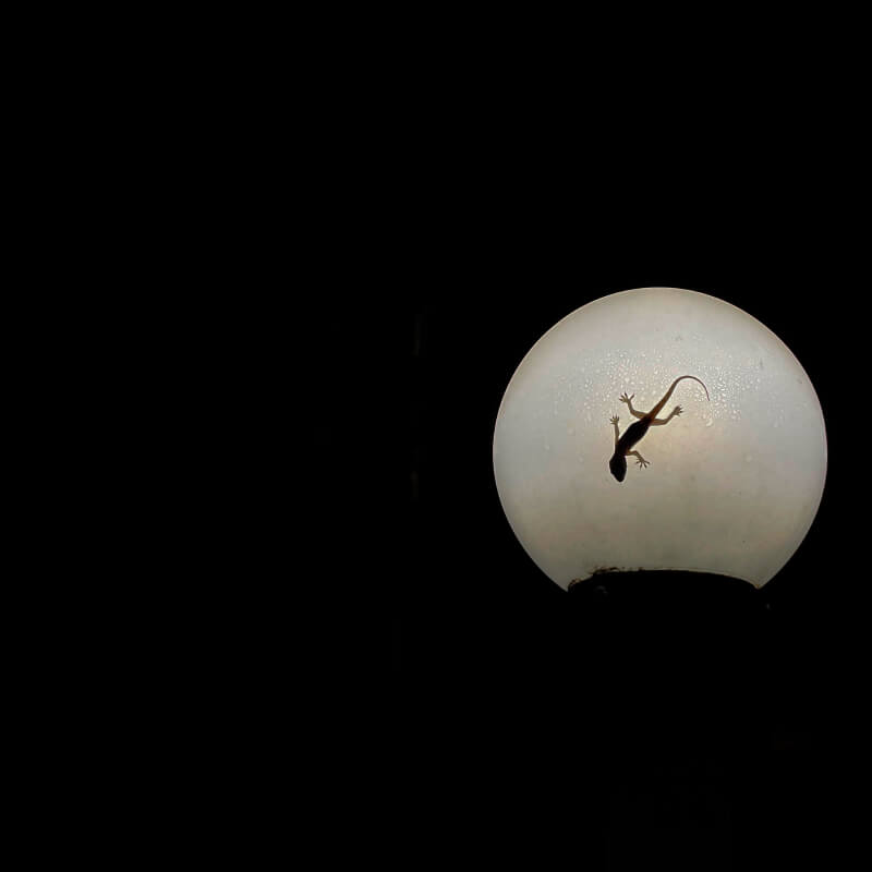 Monsoon animal photography in Surat 2022