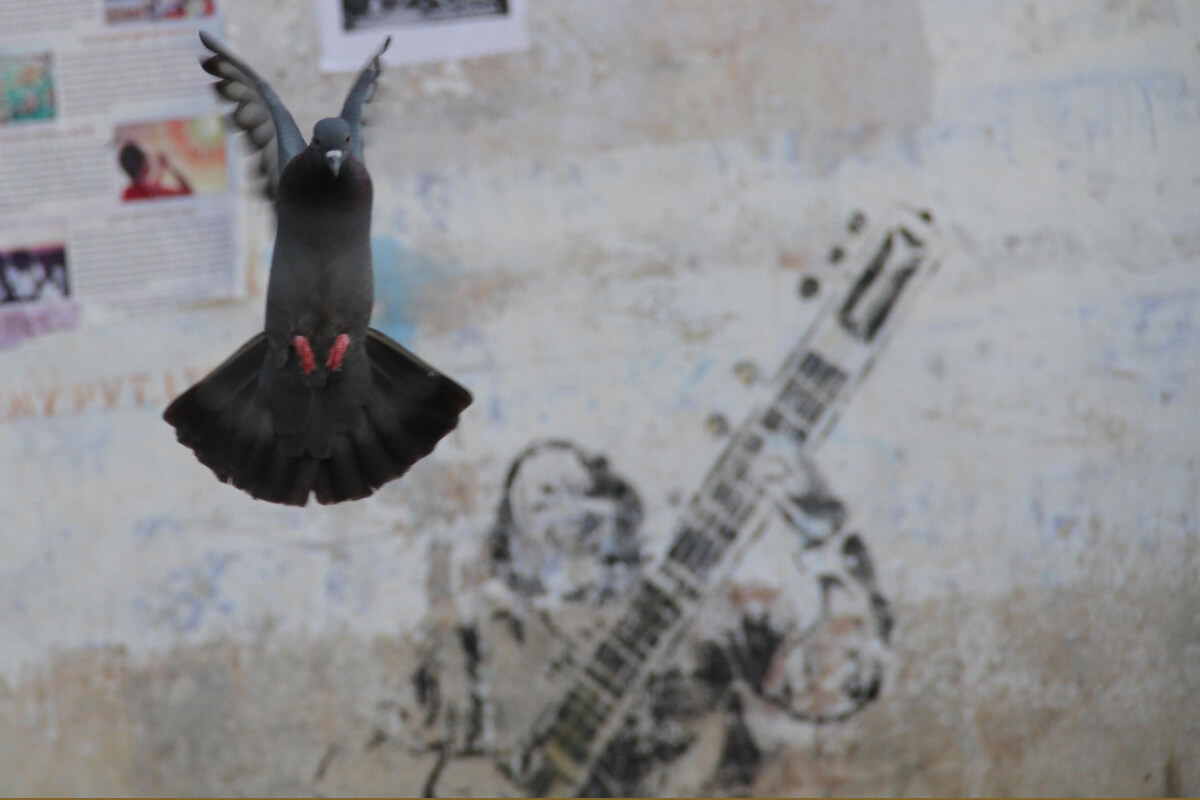 Musical note animal photography in Udaipur 2013