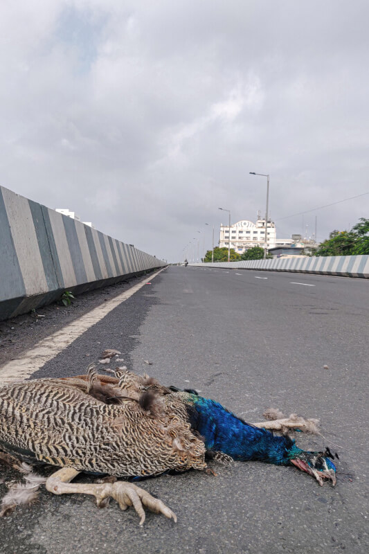 No more animal photography in Surat 2021