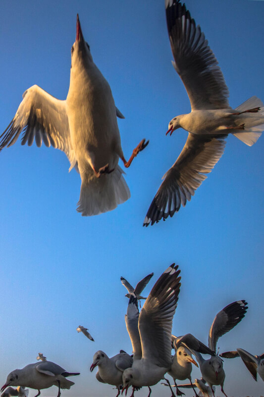 Seagulls photography in Surat 2015